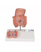 Hemoroit modeli - 3B Smart Anatomy