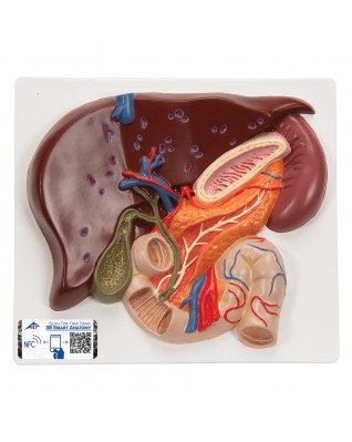Safra kesesi, pankreas ve onikiparmak bağırsağıyla birlikte karaciğer - 3B Smart Anatomy