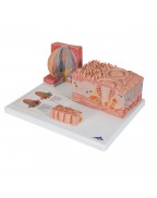 3B MICROanatomie™ dil - 3B Smart Anatomy