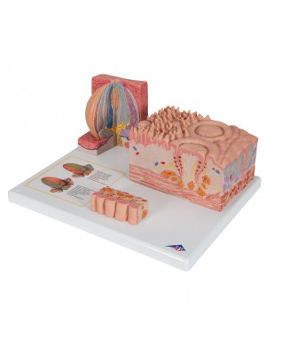 3B MICROanatomie™ dil - 3B Smart Anatomy
