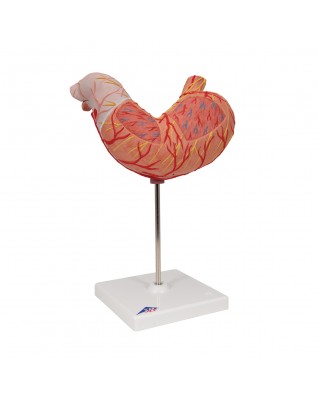 Mide, 2 parçali - 3B Smart Anatomy