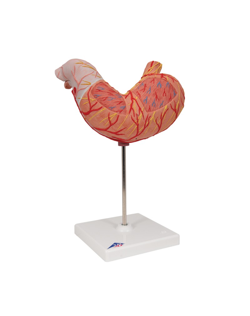 Mide, 2 parçali - 3B Smart Anatomy