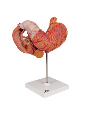 Mide, 3 parçalı - 3B Smart Anatomy