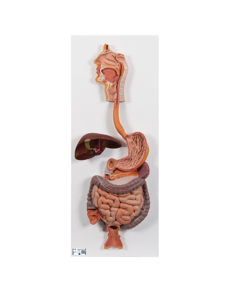 Sindirim aparatı, 2 parçalı - 3B Smart Anatomy