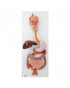 Sindirim aparatı, 3 parçalı - 3B Smart Anatomy