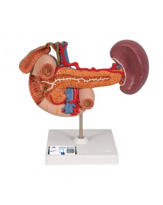 Arka üst karın organları - 3B Smart Anatomy