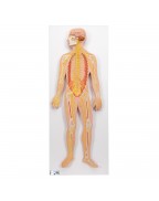 Sinir sistemi, 1/2 boyutunda - 3B Smart Anatomy