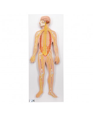 Sinir sistemi, 1/2 boyutunda - 3B Smart Anatomy