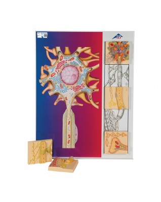 Sinir fizyolojisi serisi, resimli metal panel üzerinde 5 mıknatıslı model - 3B Smart Anatomy