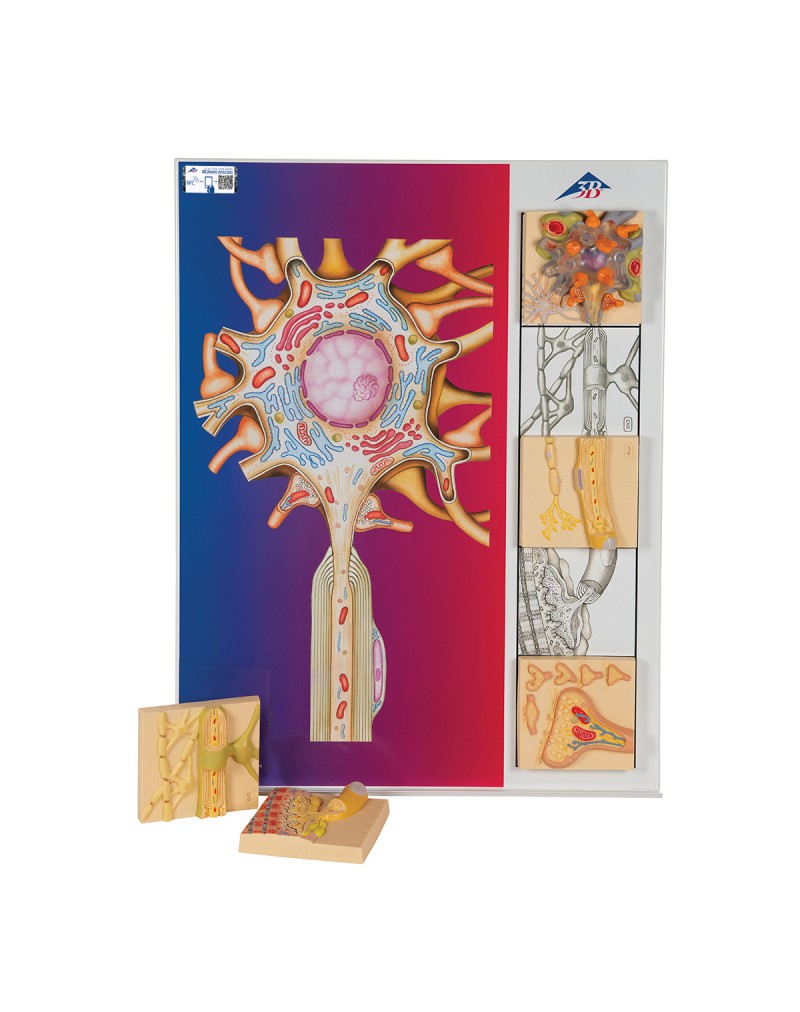 Sinir fizyolojisi serisi, resimli metal panel üzerinde 5 mıknatıslı model - 3B Smart Anatomy