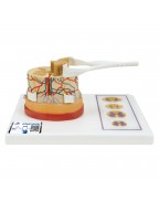 Sinir uçlarıyla birlikte omurilik - 3B Smart Anatomy