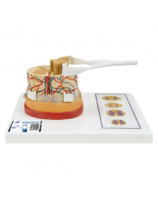 Sinir uçlarıyla birlikte omurilik - 3B Smart Anatomy