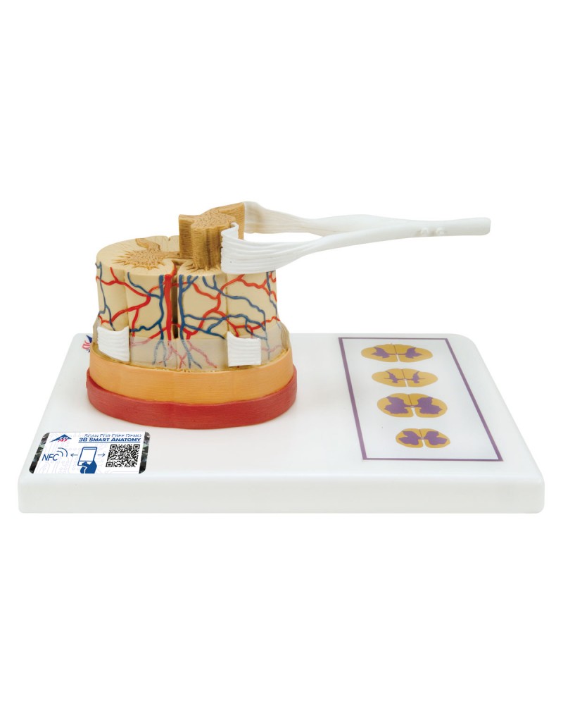 Sinir uçlarıyla birlikte omurilik - 3B Smart Anatomy
