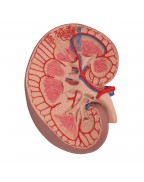 Böbrek kesiti temel versiyonu, 3 kat büyütülmüş - 3B Smart Anatomy