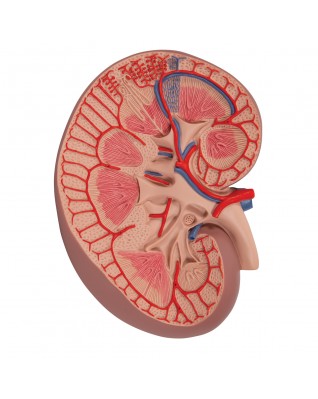 Böbrek kesiti temel versiyonu, 3 kat büyütülmüş - 3B Smart Anatomy