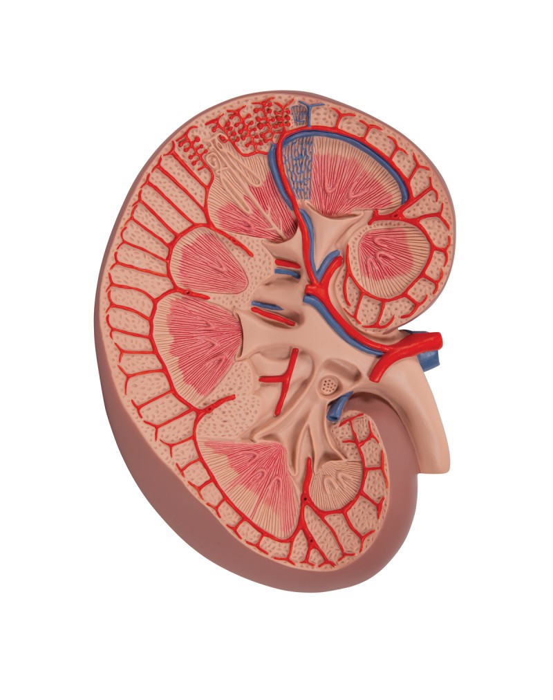 Böbrek kesiti temel versiyonu, 3 kat büyütülmüş - 3B Smart Anatomy