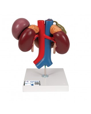 Arka üst karın organlarına sahip böbrekler, 3 parçalı - 3B Smart Anatomy