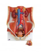 Üriner, iki cinsiyetli, 6 parça - 3B Smart Anatomy