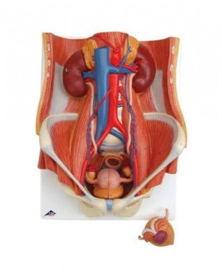 Üriner, iki cinsiyetli, 6 parça - 3B Smart Anatomy