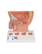 Prostat modeli, 1/2 boyutunda - 3B Smart Anatomy