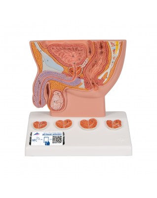 Prostat modeli, 1/2 boyutunda - 3B Smart Anatomy
