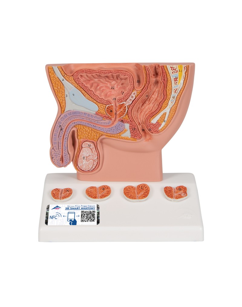 Prostat modeli, 1/2 boyutunda - 3B Smart Anatomy