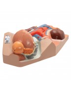 Üriner, erkek, doğal boyutunun 0,75 katı büyüklüğünde - 3B Smart Anatomy