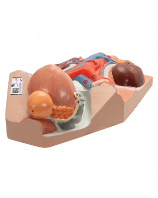 Üriner, erkek, doğal boyutunun 0,75 katı büyüklüğünde - 3B Smart Anatomy