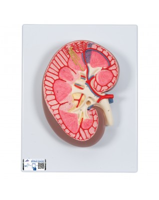 Böbrek kesiti, 3 kat büyütülmüş - 3B Smart Anatomy