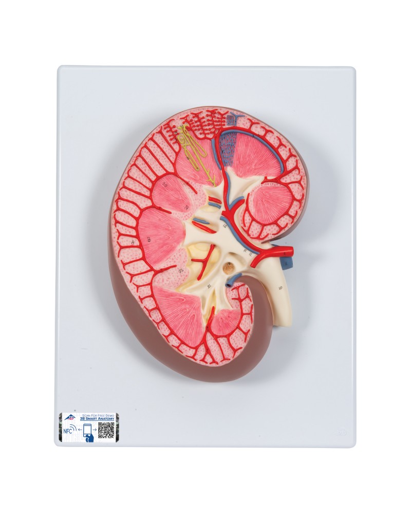 Böbrek kesiti, 3 kat büyütülmüş - 3B Smart Anatomy