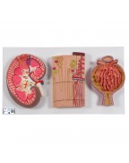 Böbreküstü beziyle böbrek, 2 parçalı - 3B Smart Anatomy