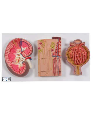 Böbreküstü beziyle böbrek, 2 parçalı - 3B Smart Anatomy