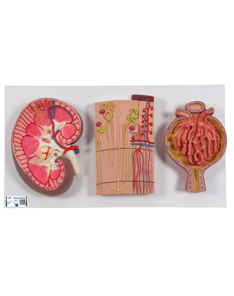Böbreküstü beziyle böbrek, 2 parçalı - 3B Smart Anatomy