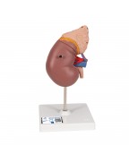 Böbrek kesiti, nefron, kan damarları ve glomerüller - 3B Smart Anatomy
