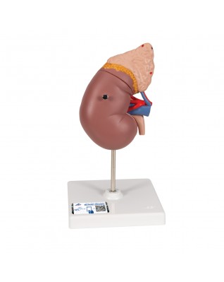 Böbrek kesiti, nefron, kan damarları ve glomerüller - 3B Smart Anatomy