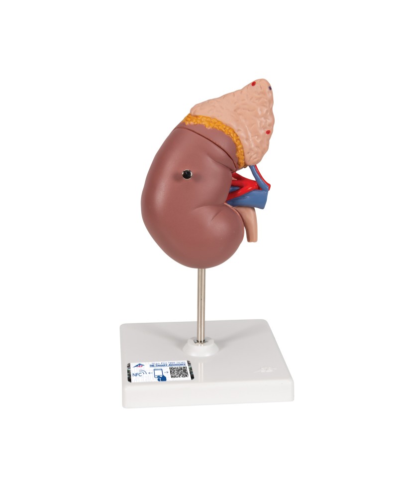 Böbrek kesiti, nefron, kan damarları ve glomerüller - 3B Smart Anatomy