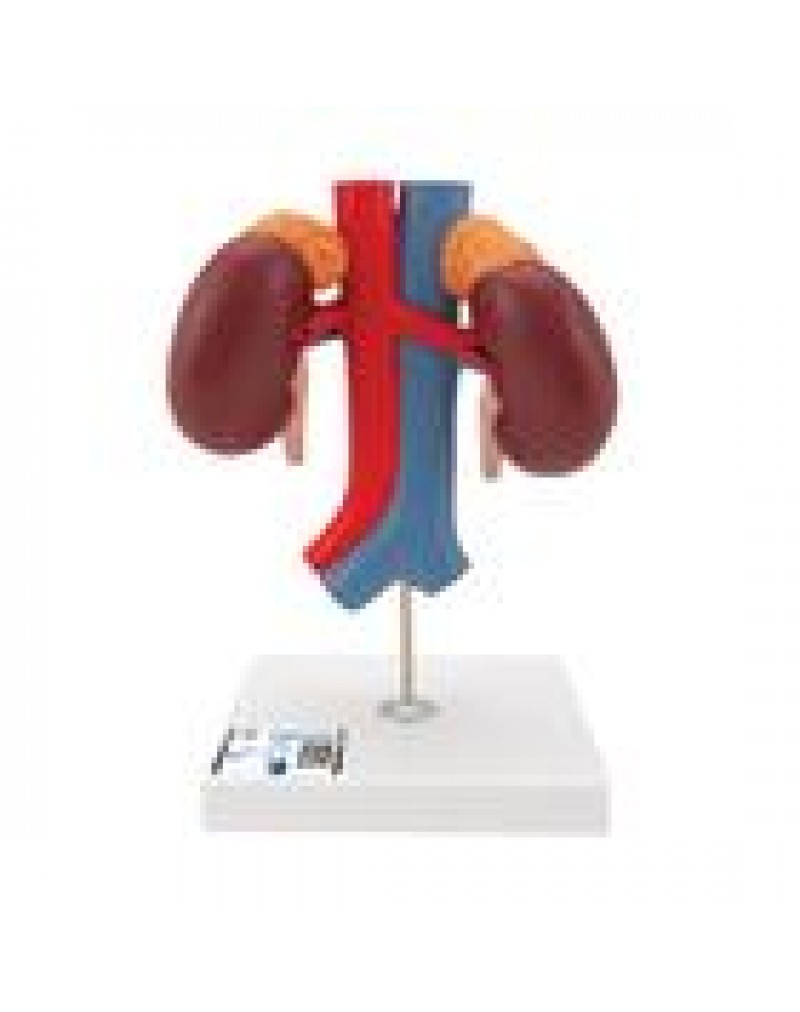 Damarlarla birlikte böbrekler, 2 parçalı - 3B Smart Anatomy