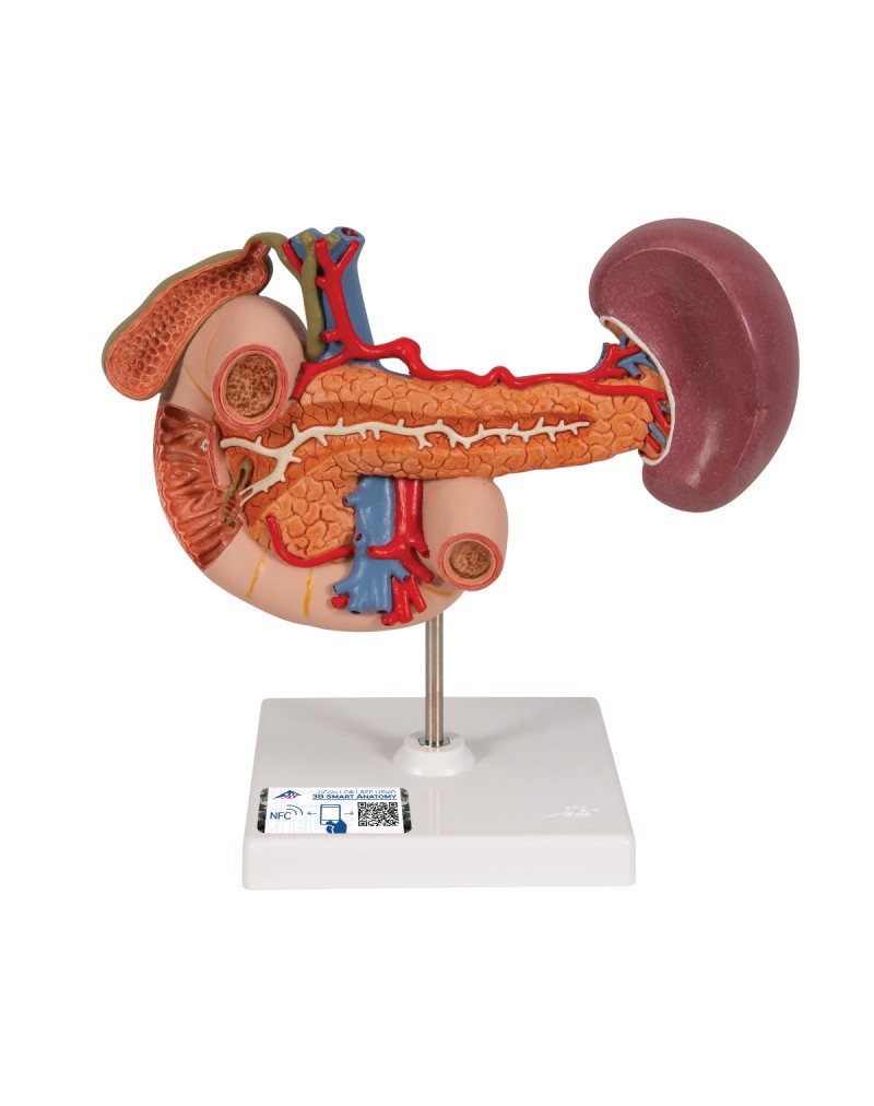 Arka üst karın organları - 3B Smart Anatomy