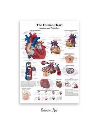 İnsan Kalbi Anatomisi ve Fizyolojisi
