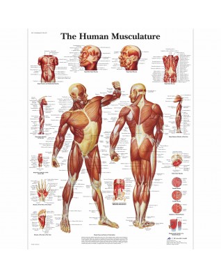 Human Musculature
