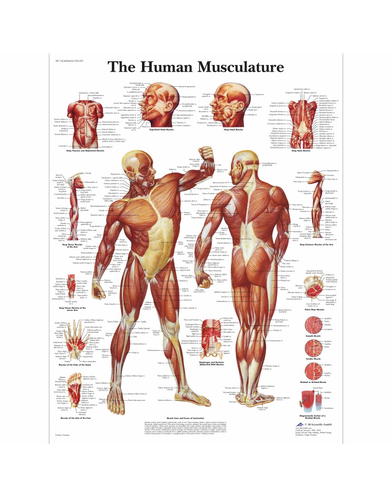 Human Musculature