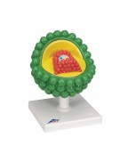 HIV Modeli - 3B Smart Anatomy