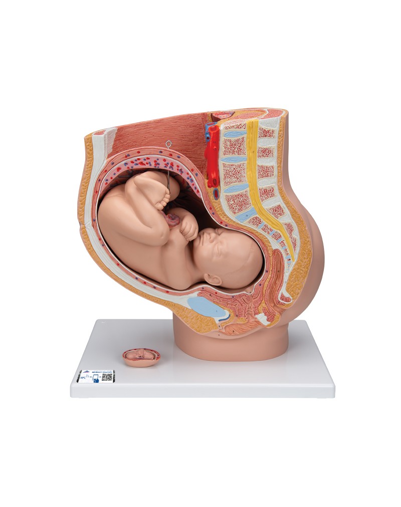 Gebelik pelvisi, 3 parçalı - 3B Smart Anatomy
