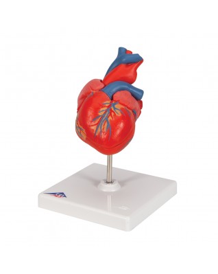 Klasik kalp, 2 parçalı - 3B Smart Anatomy