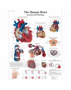 İnsan Kalbi Anatomisi ve Fizyolojisi