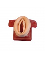 Vulva for W19351 and W19352