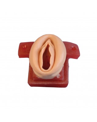 Vulva for W19351 and W19352