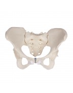 Pelvic Model