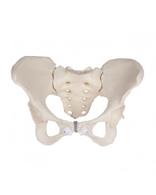Pelvic Model