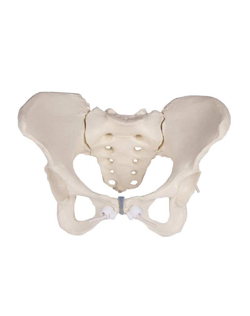 Pelvic Model